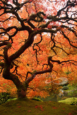 Fall Spectacular