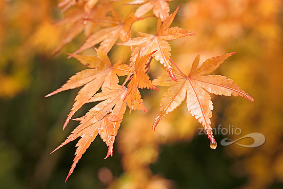 Japanese Maple