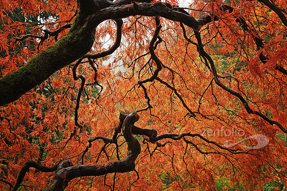 Maple Tree Mirror