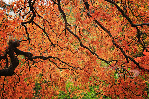 Maple Tree Branches