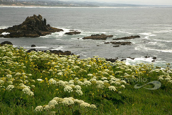 Yaquina Head View
