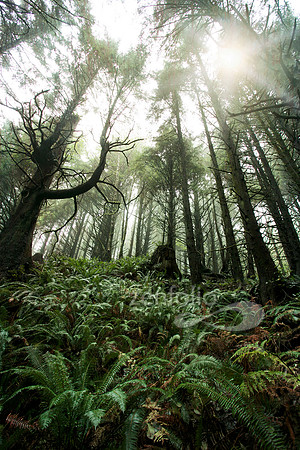 Ecola State Park