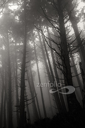 Foggy Morning