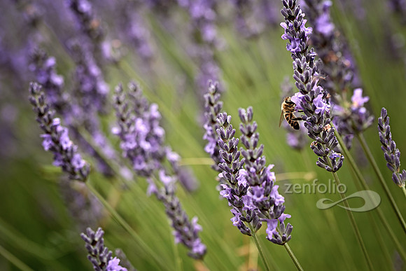 Fields of Lavender