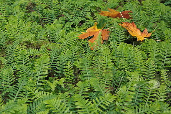 Leaves of Three
