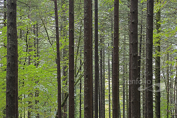 Silent Forest