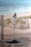 Bird on a Wire